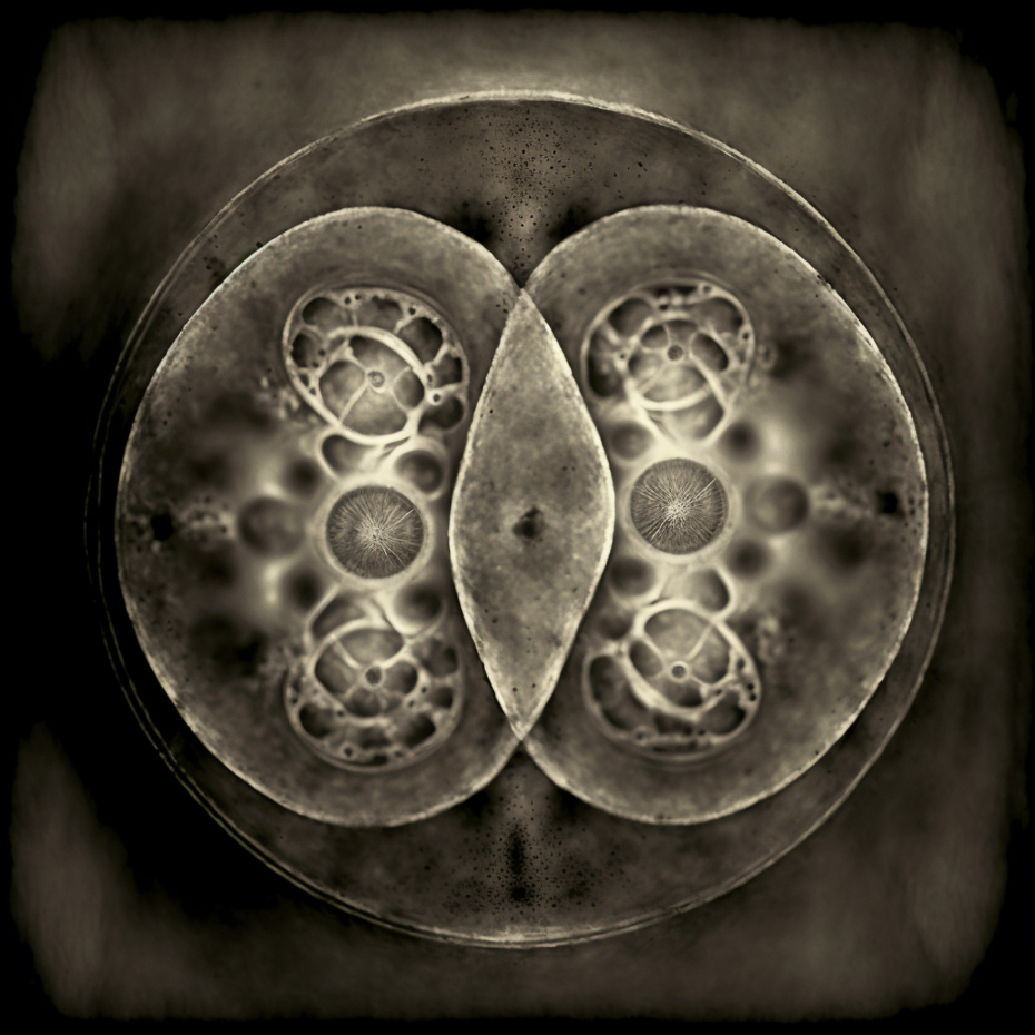 tinroof_tintype_photograph_of_cell_division_094b41d9-a39c-44b0-bc7a-62f67cdece17