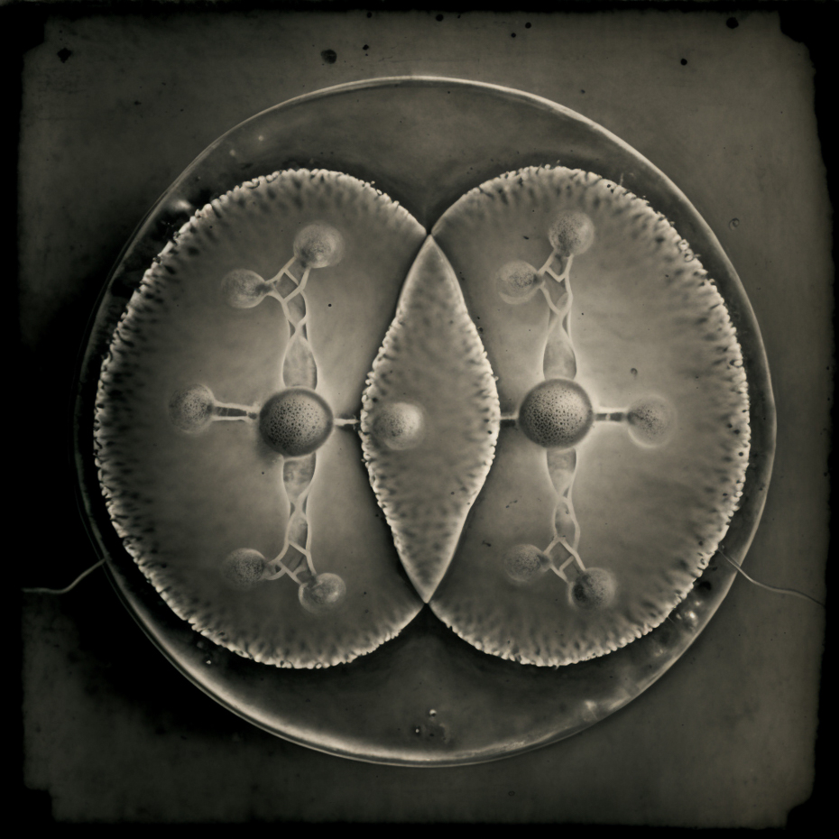 tinroof_tintype_photograph_of_cell_division_4a1b6845-d851-4955-af3e-23a4fd2ef845