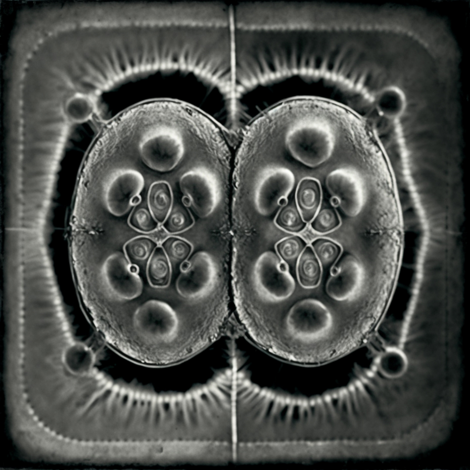 tinroof_tintype_photograph_of_cell_division_504fd4be-c750-4569-ae25-5cf8a817b1f7